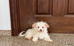 Havanese dogs for sale: Donnie - Image 2