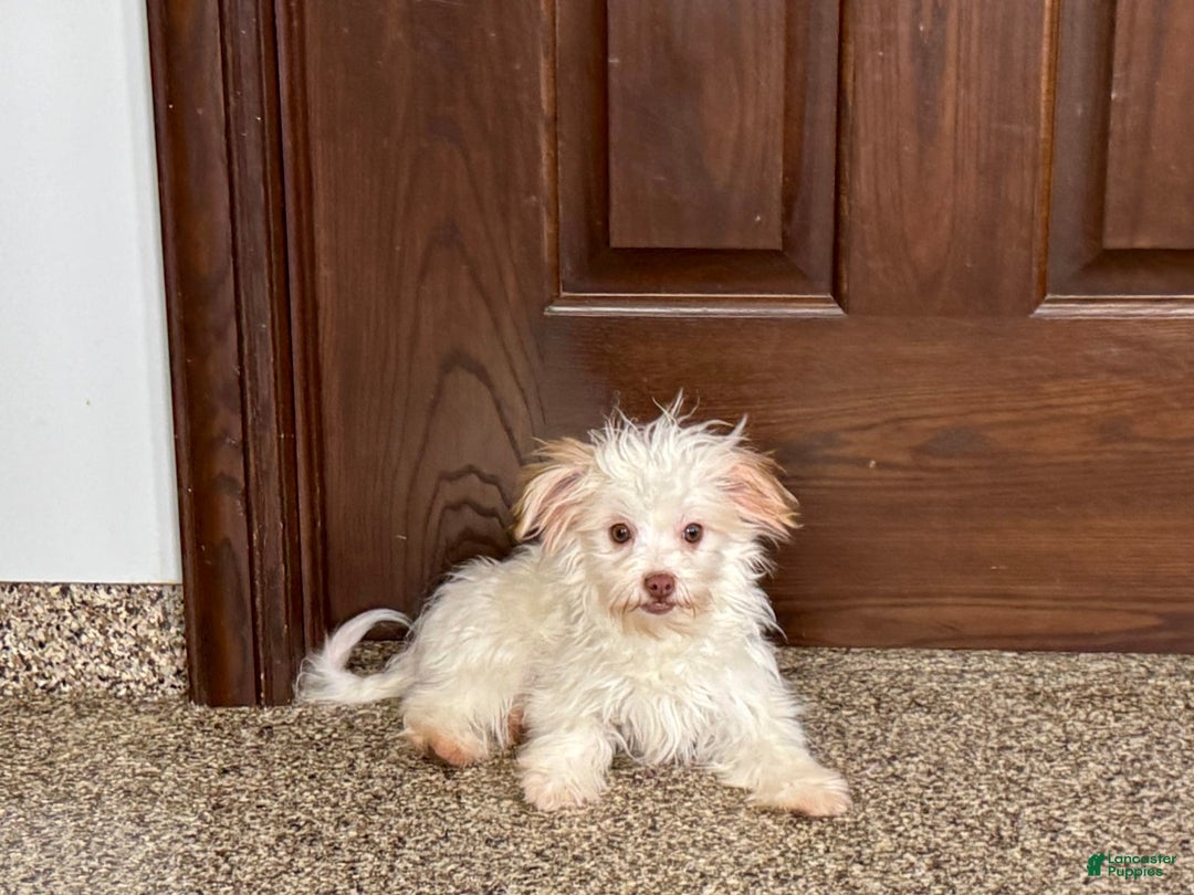 Havanese dogs for sale: Donnie - Image 2