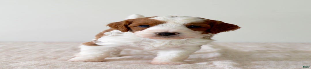 Duke