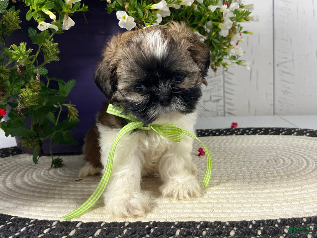 Shih Tzu dogs for sale: Dexter - Image 3