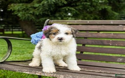 Mini Bernedoodle dogs for sale: Oscar - Image 6
