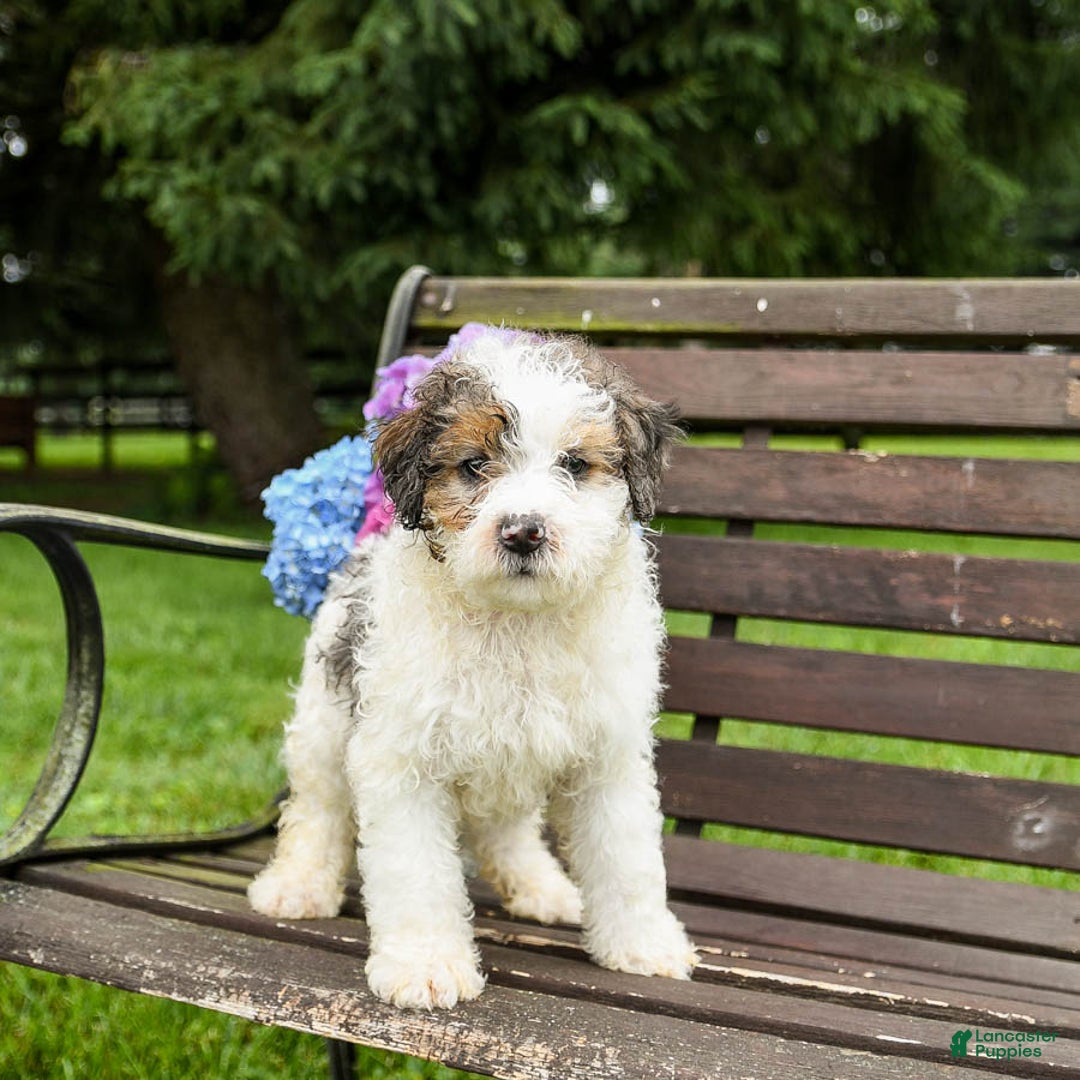 Mini Bernedoodle dogs for sale: Oscar - Image 6