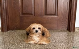 Lhasa Apso dogs for sale: Cora - Image 1