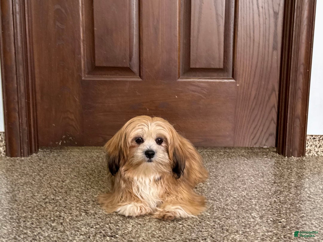 Lhasa Apso dogs for sale: Cora - Image 1
