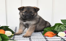 German Shepherd dogs for sale: Paris - Image 4