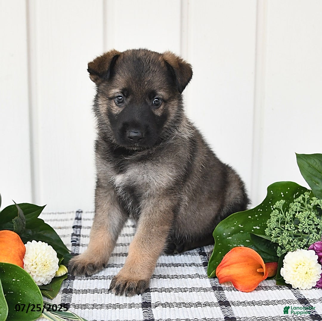 German Shepherd dogs for sale: Paris - Image 4