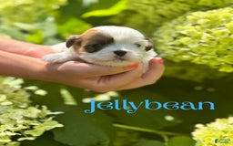 Teddy Bear dogs for sale: Jellybean - Image 1