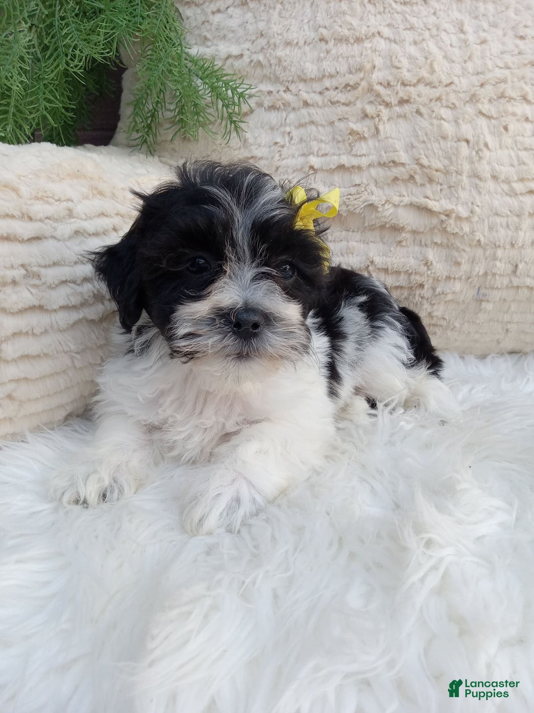 Teddy Bear dogs for sale: Teddy Bear 6 puppies - Image 3