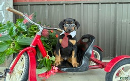 Doberman Pinscher dogs for sale: Micheal - Image 4