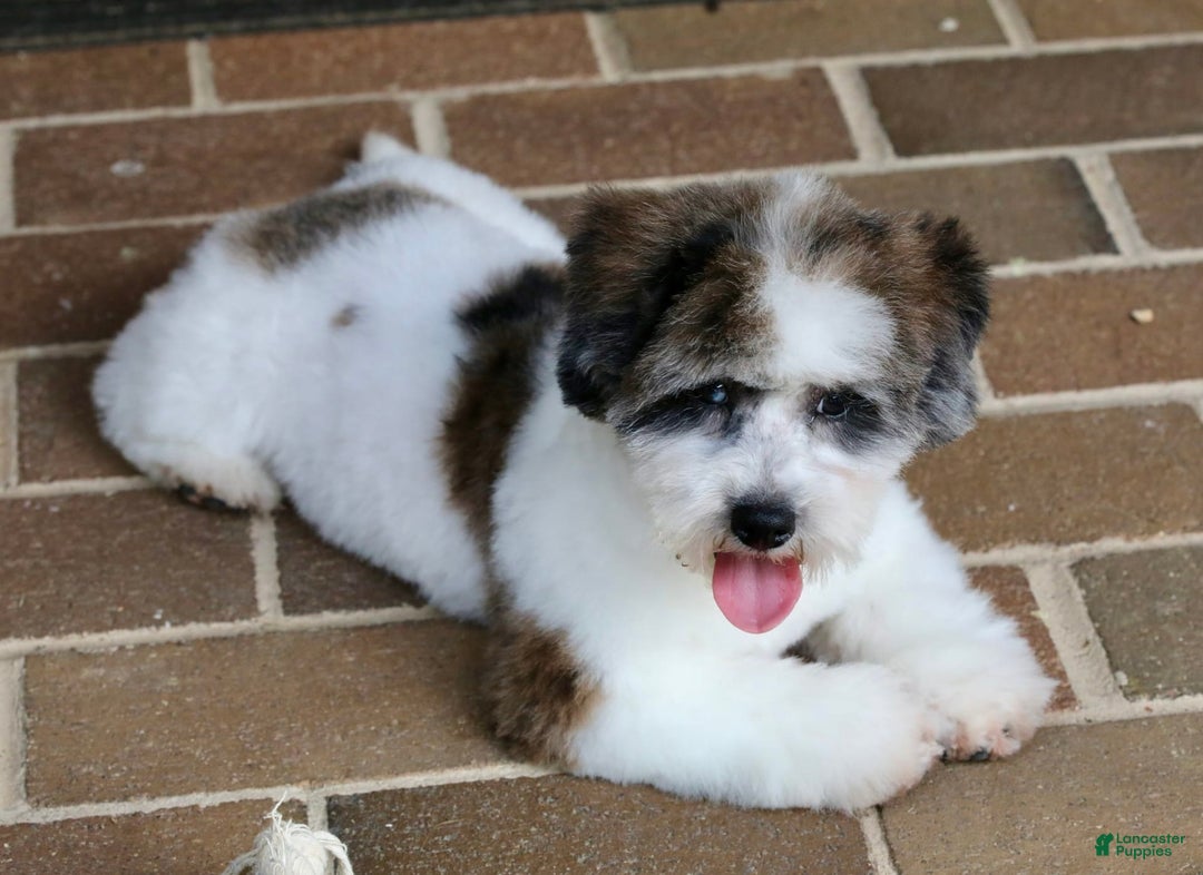 Shihpoo dogs for sale: Leo - Image 14