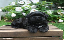 Teddy Bear dogs for sale: Twilight - Image 1