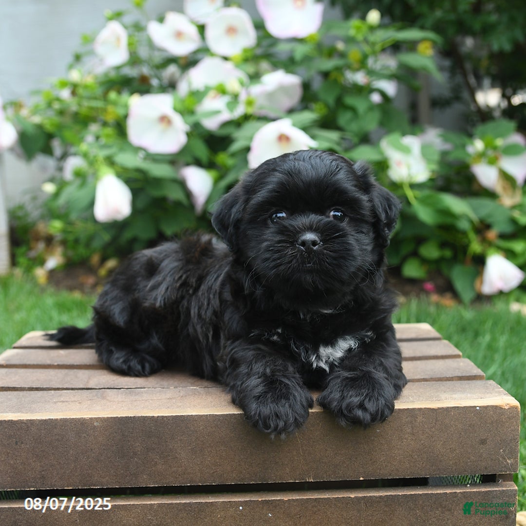 Teddy Bear dogs for sale: Twilight - Image 1