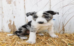 Australian Cattle Dog dogs for sale: Rambo - Image 4