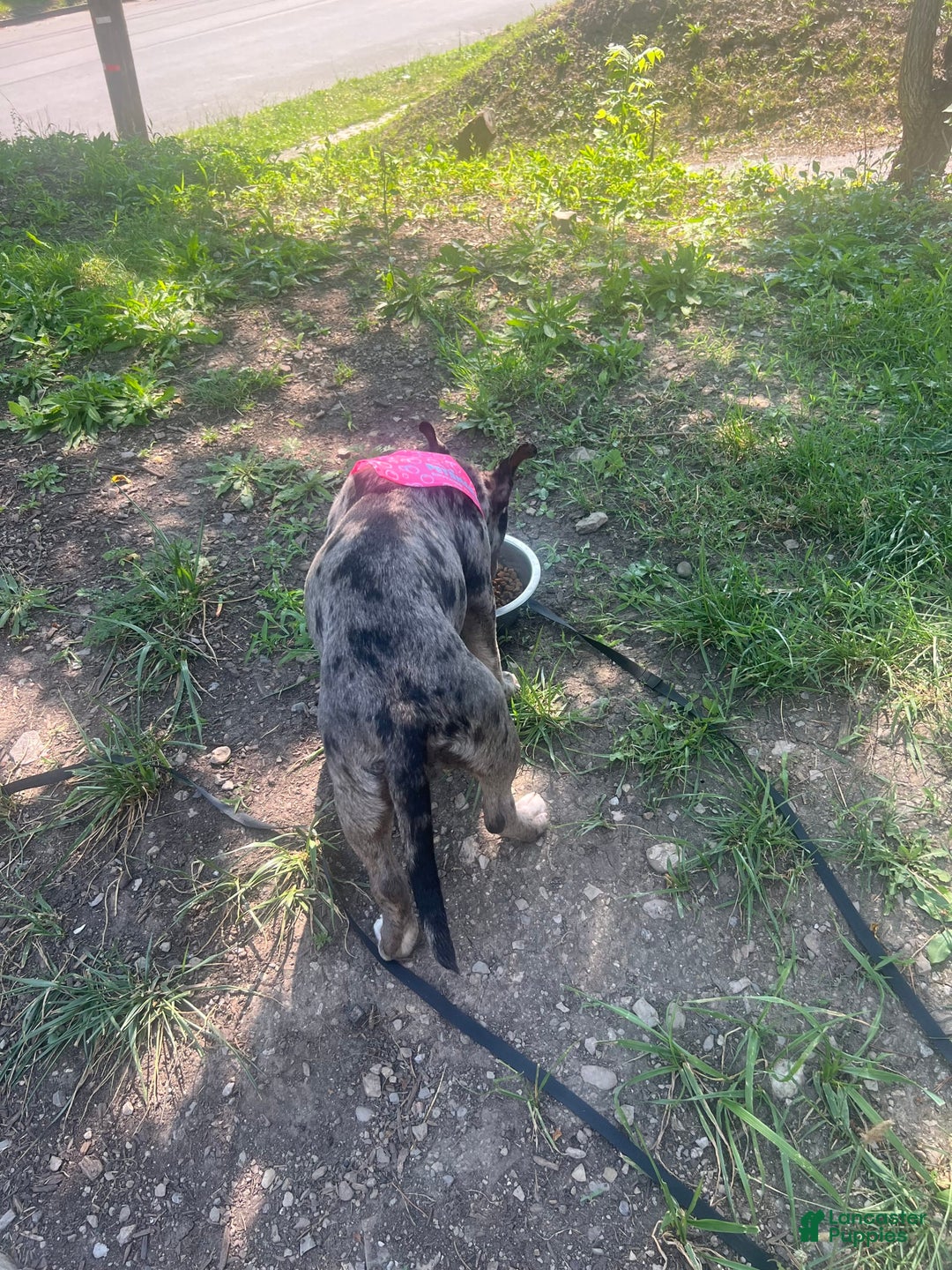 American Bully dogs for sale: Dior - Image 5