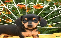 Miniature Dachshund dogs for sale: Willa - Image 2