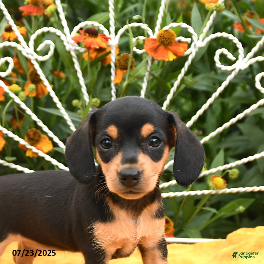 Miniature Dachshund dogs for sale: Willa - Image 2