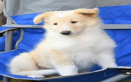 Collie dogs for sale: Perry - Image 2