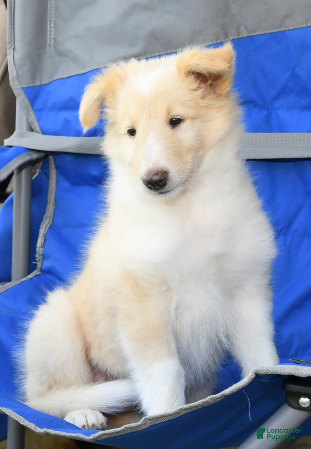 Collie dogs for sale: Perry - Image 2