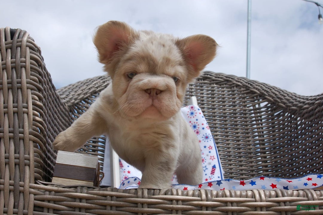 French Bulldog dogs for sale: Nate - Image 2