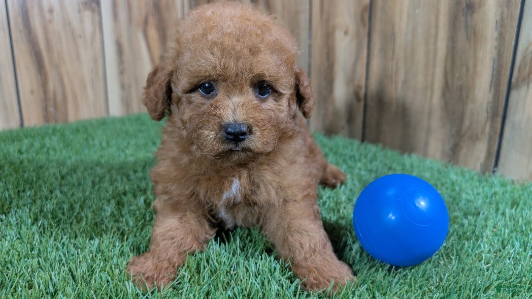 Miniature Poodle dogs for sale: Little Honey Boy - Image 1