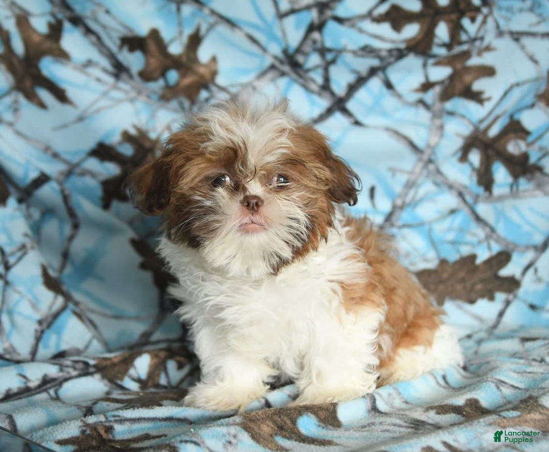 Shih Tzu dogs for sale: Charlie - Image 5