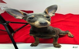 Miniature Pinscher dogs for sale: Squeaks - Image 6