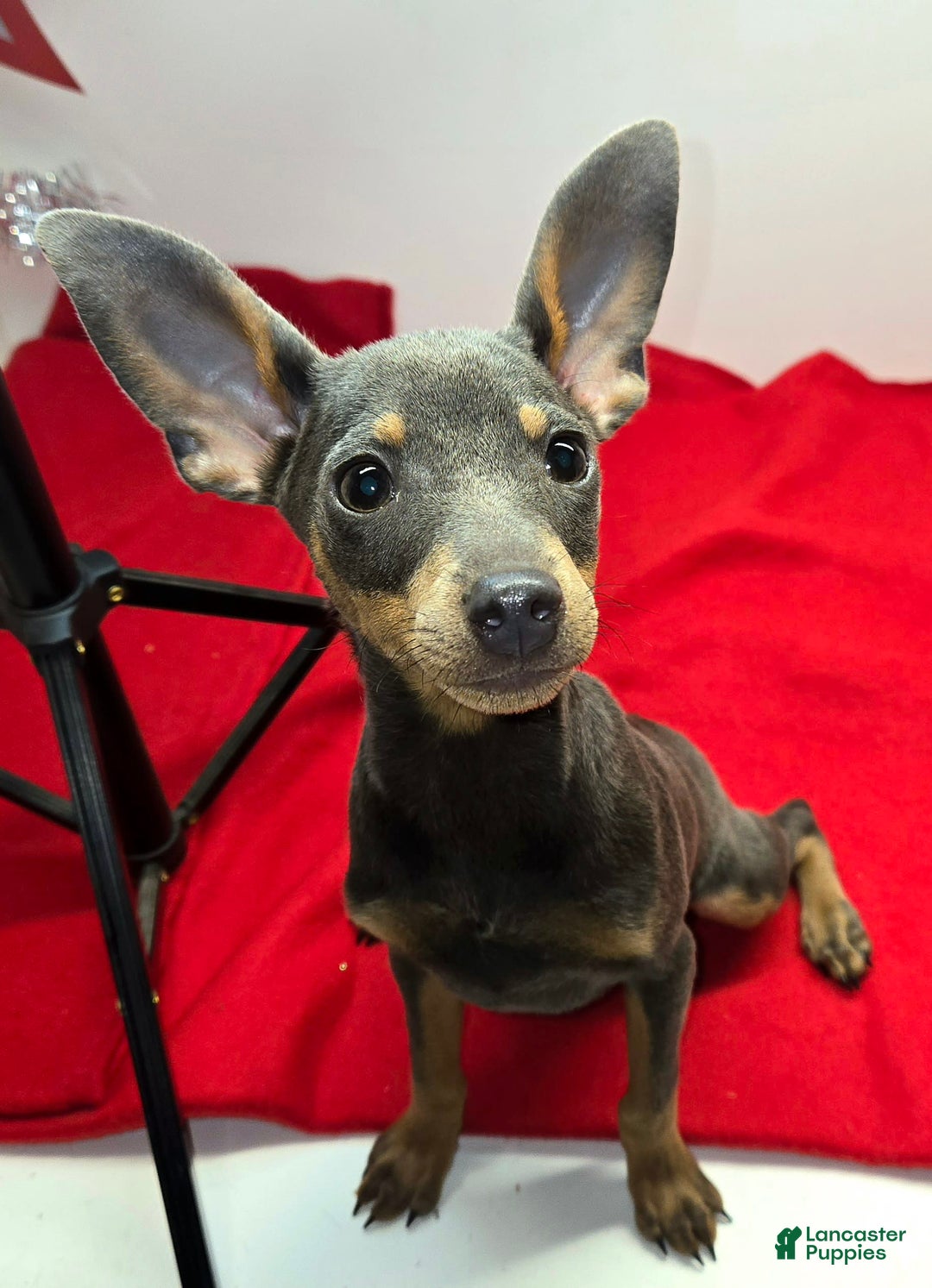 Miniature Pinscher dogs for sale: Squeaks - Image 6