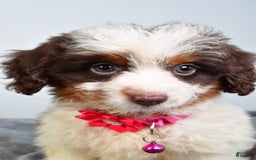 Mini Aussiedoodle dogs for sale: Amber - Image 5