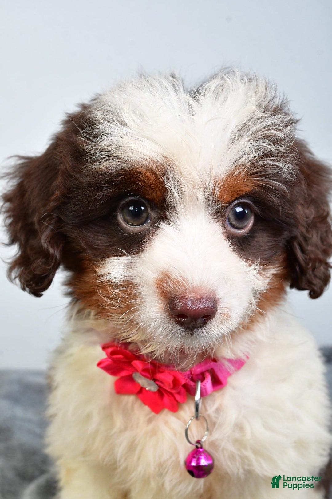 Mini Aussiedoodle dogs for sale: Amber - Image 5