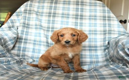 Goldendoodle dogs for sale: Sophie - Image 9