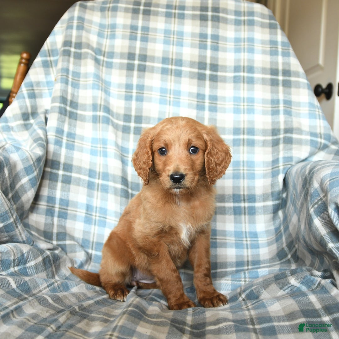 Goldendoodle dogs for sale: Sophie - Image 9