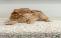 Chihuahua dogs for sale: Snickers - Image 16
