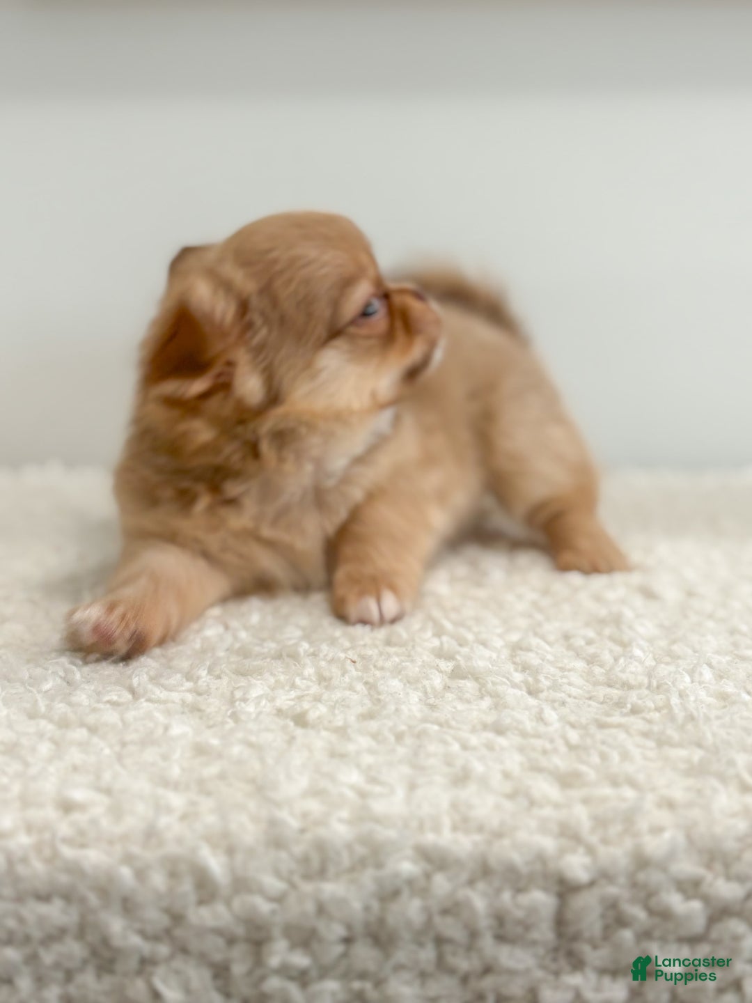 Chihuahua dogs for sale: Snickers - Image 16