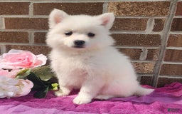 American Eskimo dogs for sale: Gabby - Image 2