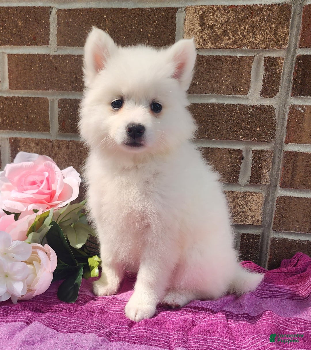 American Eskimo dogs for sale: Gabby - Image 2