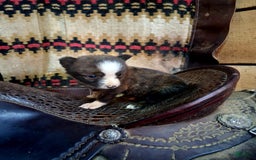 Border Collie dogs for sale: Border Collie 3 puppies - Image 11