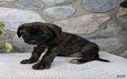 English Mastiff dogs for sale: Blossom - Image 4