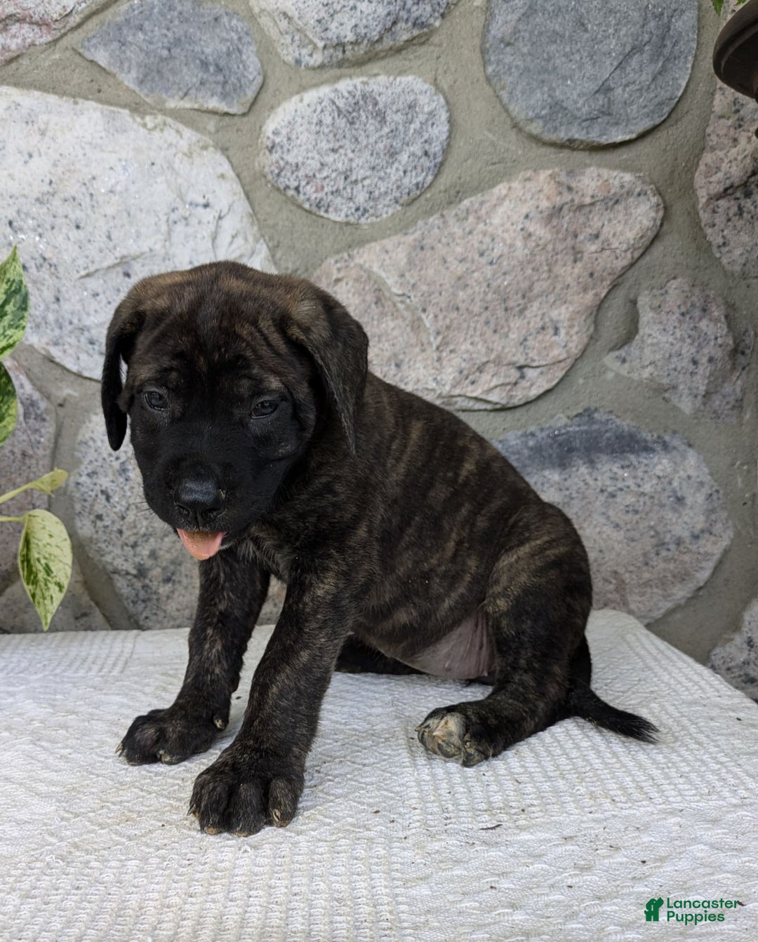 English Mastiff dogs for sale: Blossom - Image 4