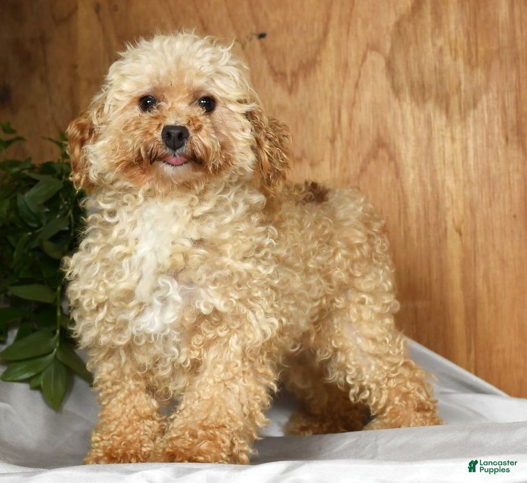 Yorkiepoo dogs for sale: Teddy - Image 10