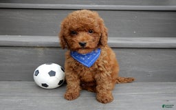 Cavapoo dogs for sale: Biscuit - Image 6