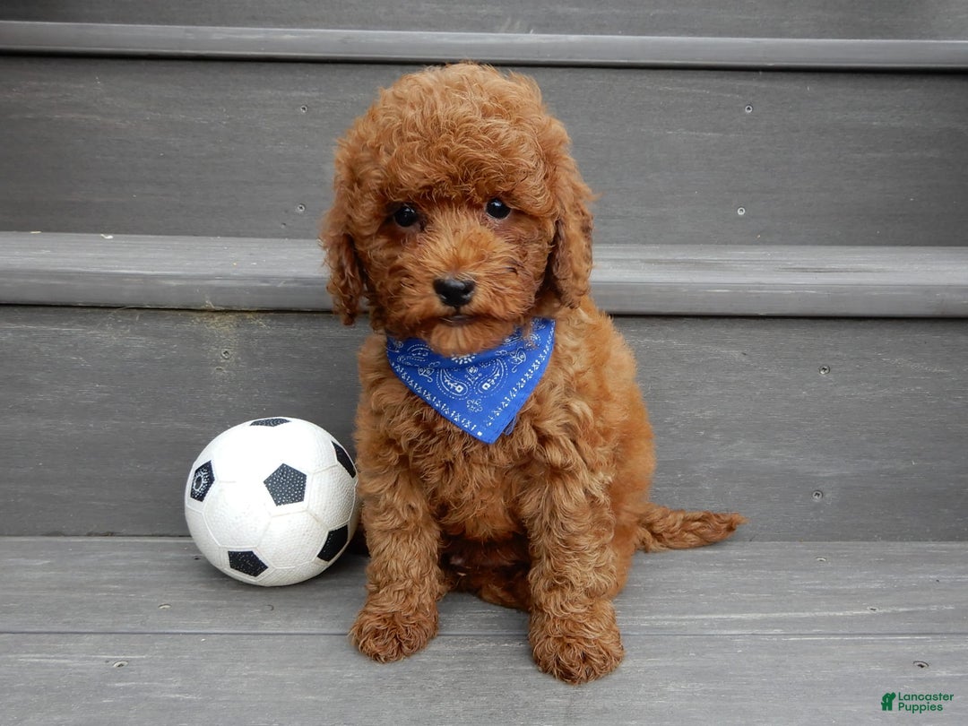 Cavapoo dogs for sale: Biscuit - Image 6