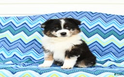 Miniature Australian Shepherd dogs for sale: Cappuccino - Image 1