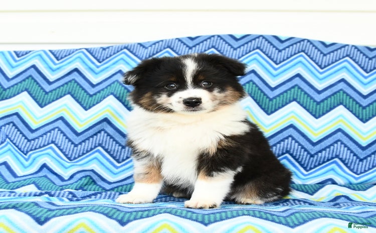 Miniature Australian Shepherd dogs for sale - Ad 3
