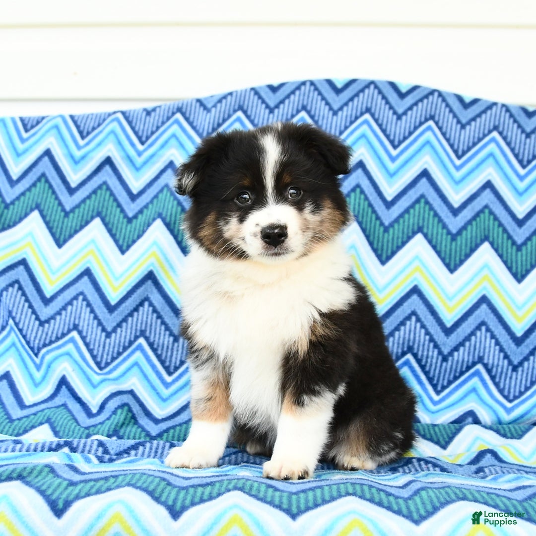 Miniature Australian Shepherd dogs for sale: Cappuccino - Image 1
