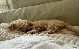 Yorkiepoo dogs for sale: Nugget - Image 5