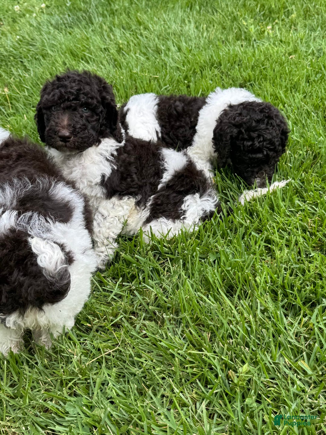 Labradoodle dogs for sale: Toby - Image 3