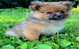 Pomeranian dogs for sale: Andi - Image 2