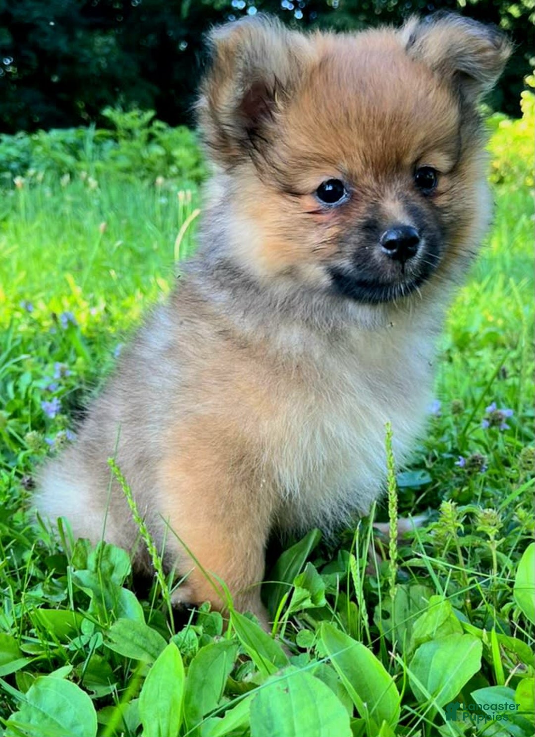 Pomeranian dogs for sale: Andi - Image 2