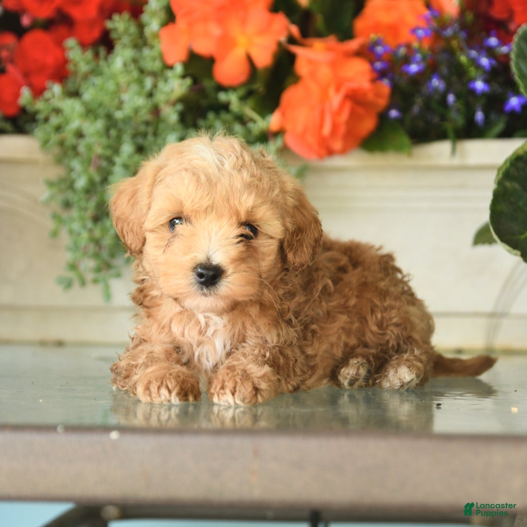 Maltipoo dogs for sale: Wooly - Image 1