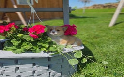 Welsh Corgi Pembroke dogs for sale: Popcorn - Image 8